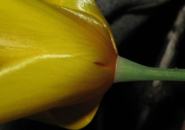 Detailed Picture 5 of Eschscholzia caespitosa