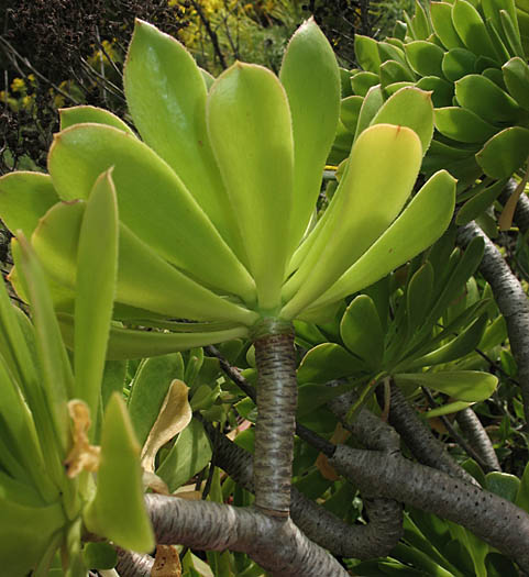 Detailed Picture 7 of Aeonium arboreum