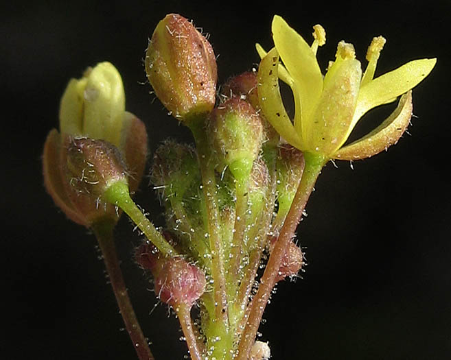 Detailed Picture 2 of Descurainia pinnata ssp. brachycarpa