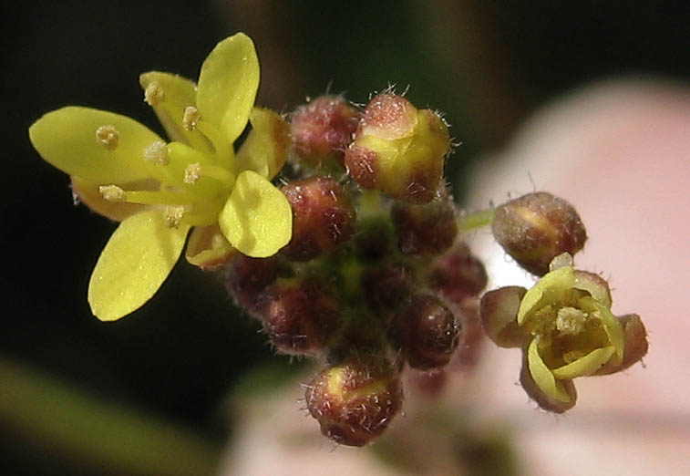 Detailed Picture 1 of Descurainia pinnata ssp. brachycarpa