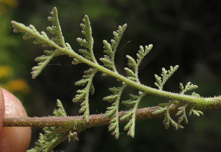 Detailed Picture 7 of Descurainia pinnata ssp. brachycarpa