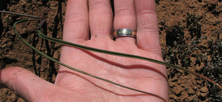 Detailed Picture 9 of Dipterostemon capitatus ssp. capitatus
