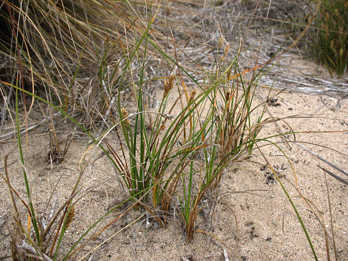 Detailed Picture 4 of Carex praegracilis