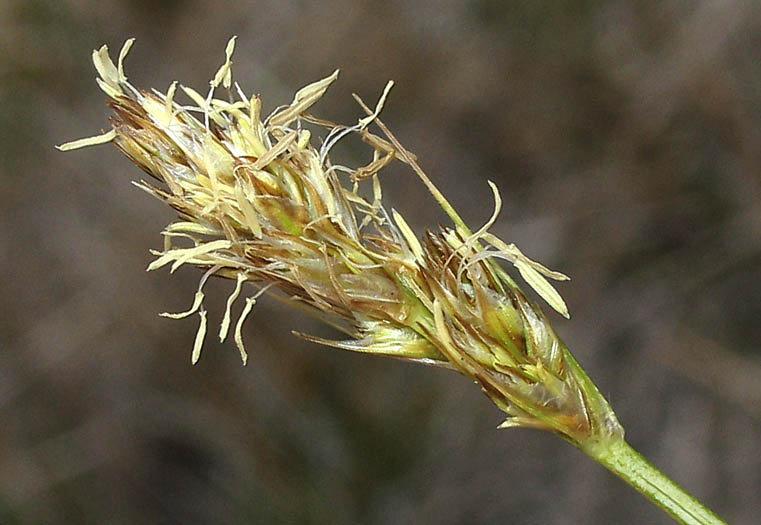 Detailed Picture 1 of Carex praegracilis
