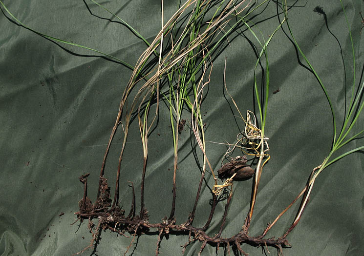 Detailed Picture 6 of Carex praegracilis