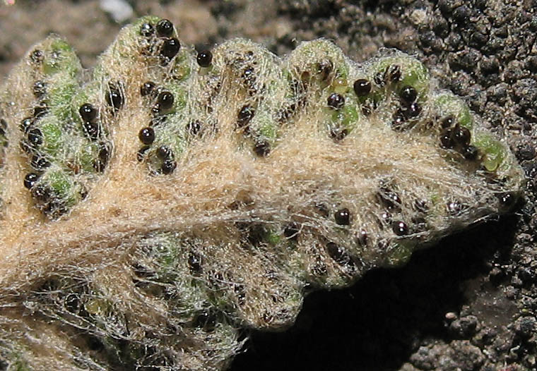 Detailed Picture 5 of Myriopteris newberryi
