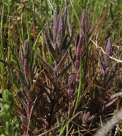 Detailed Picture 4 of Chloropyron maritimum ssp. maritimum