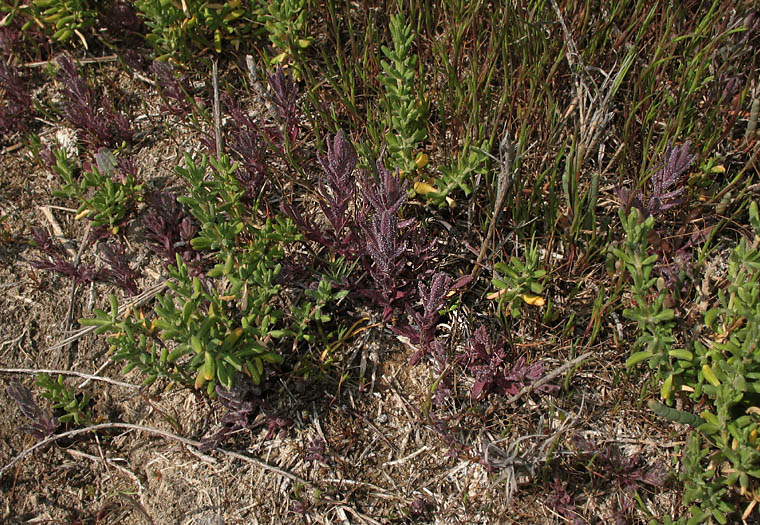 Detailed Picture 6 of Chloropyron maritimum ssp. maritimum