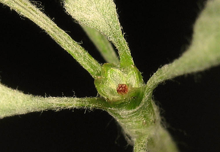 Detailed Picture 2 of Hesperevax sparsiflora
