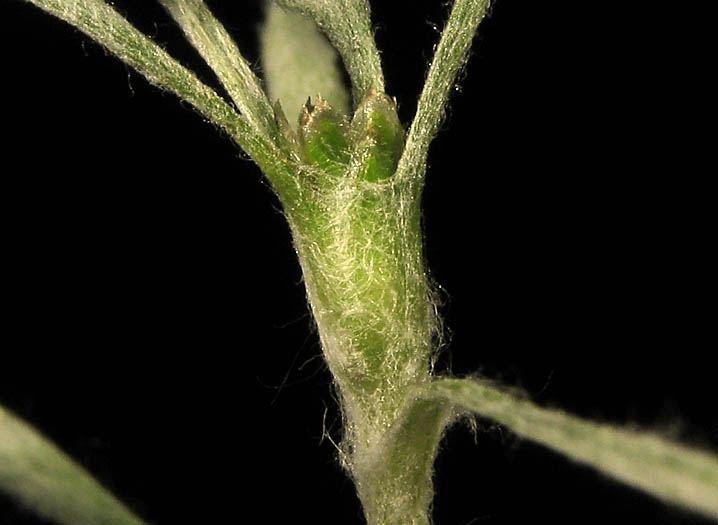 Detailed Picture 3 of Hesperevax sparsiflora