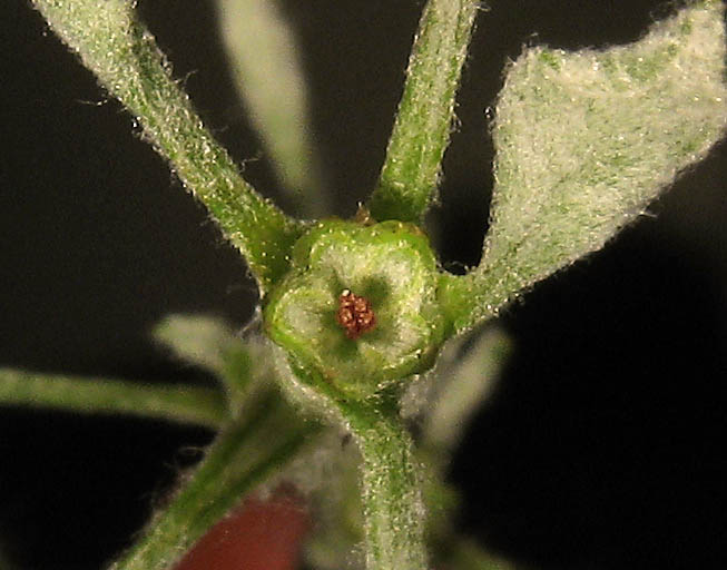 Detailed Picture 1 of Hesperevax sparsiflora
