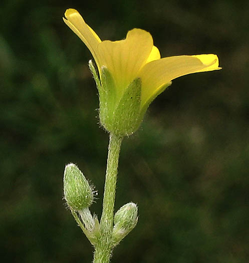 Detailed Picture 3 of Oxalis corniculata