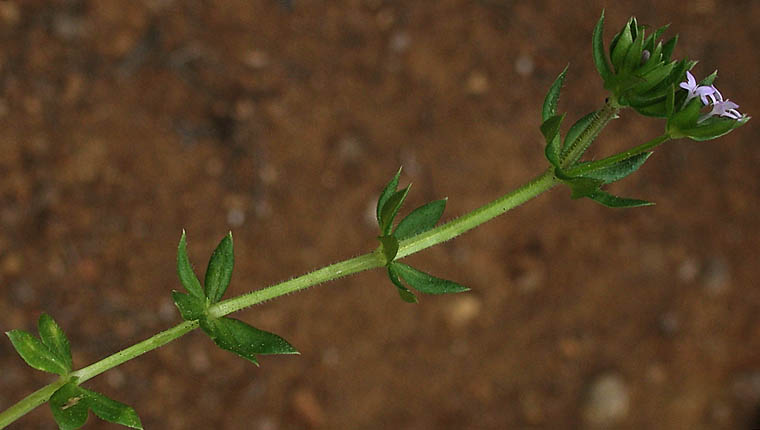 Detailed Picture 4 of Sherardia arvensis