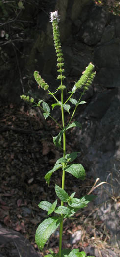 Detailed Picture 3 of Mentha spicata