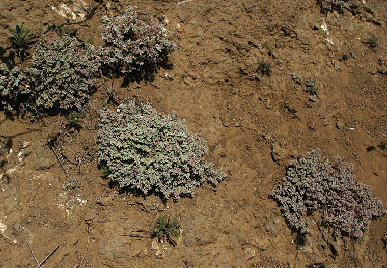 Detailed Picture 5 of Euphorbia melanadenia