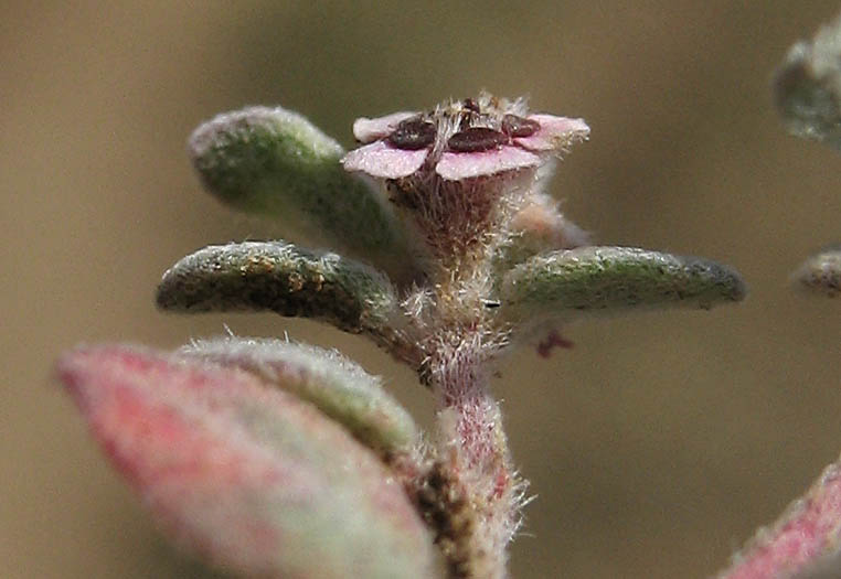 Detailed Picture 2 of Euphorbia melanadenia