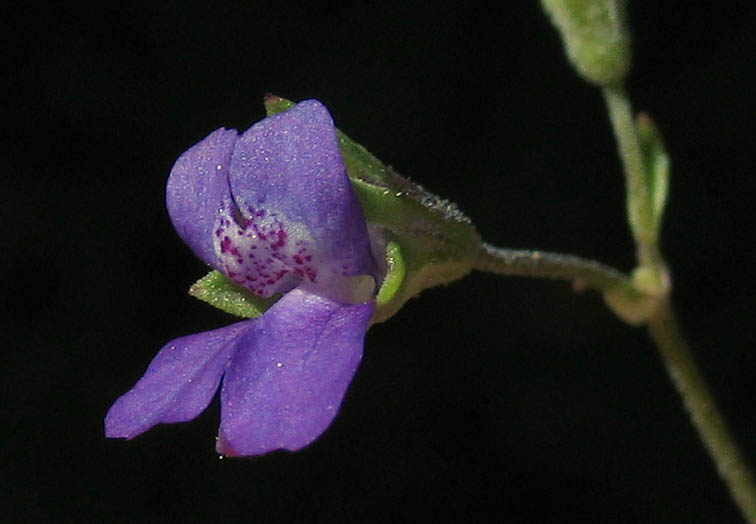 Detailed Picture 1 of Collinsia parryi