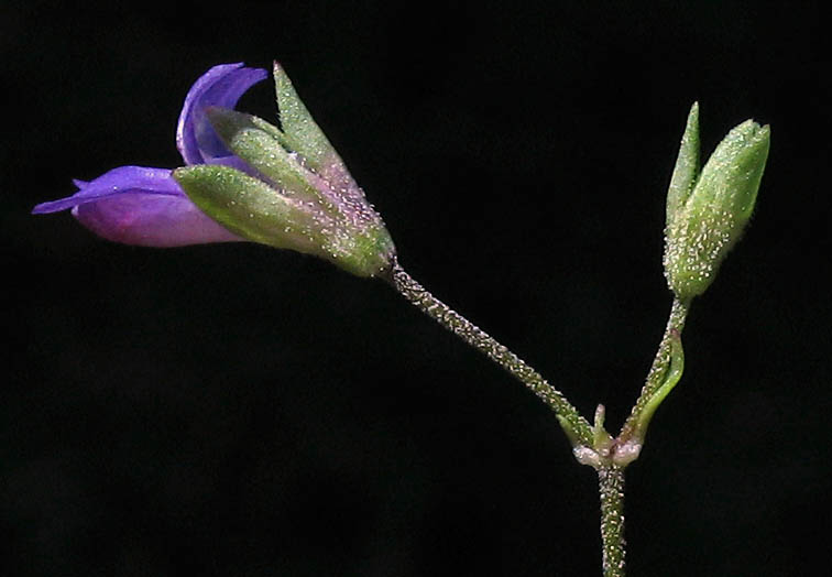 Detailed Picture 3 of Collinsia parryi