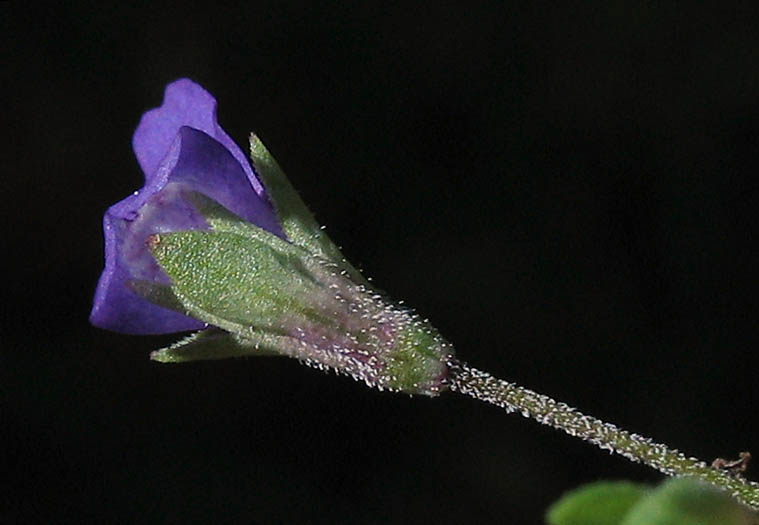 Detailed Picture 4 of Collinsia parryi