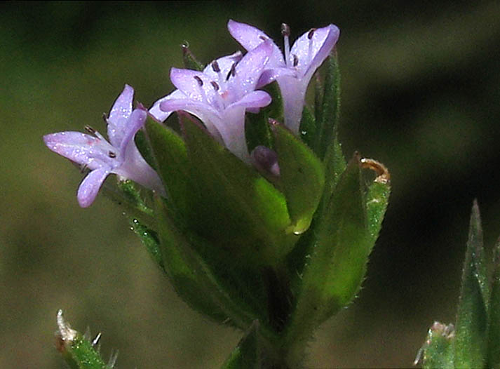 Detailed Picture 2 of Sherardia arvensis