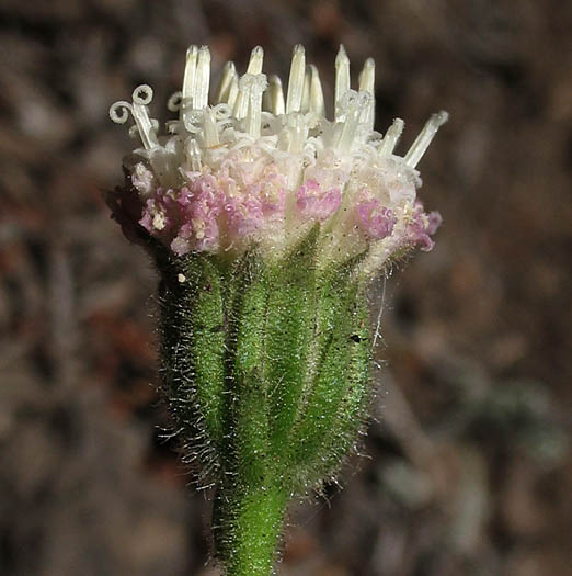 Detailed Picture 2 of Chaenactis artemisiifolia