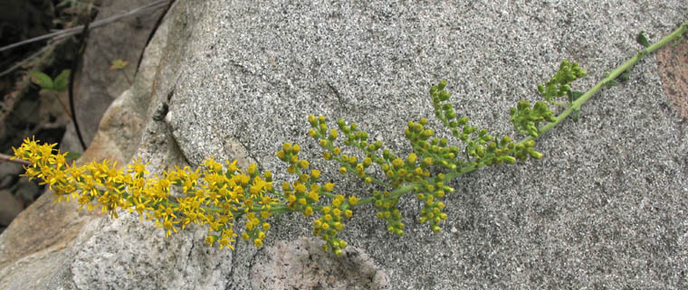 Detailed Picture 3 of Solidago velutina ssp. californica