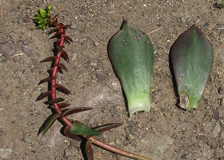 Detailed Picture 9 of Dudleya cymosa ssp. ovatifolia