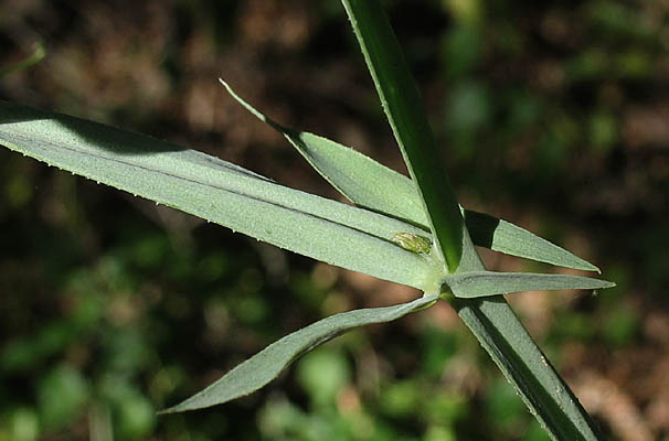 Detailed Picture 6 of Lathyrus latifolius