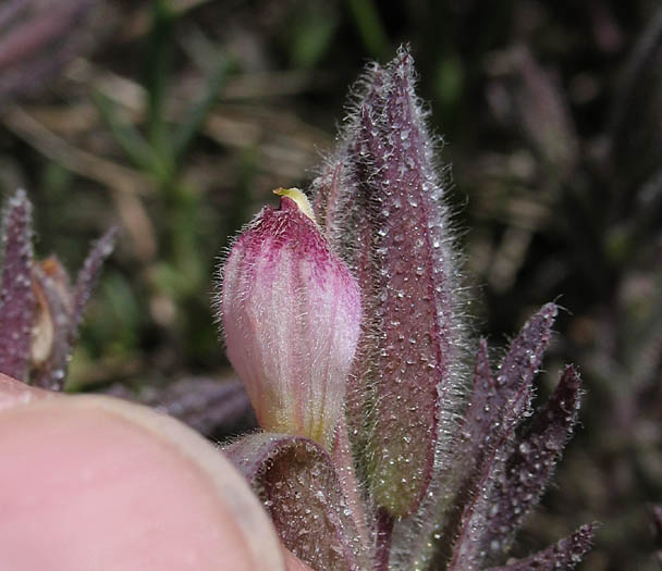 Detailed Picture 2 of Chloropyron maritimum ssp. maritimum