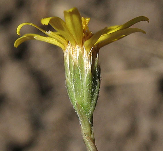 Detailed Picture 3 of Pentachaeta lyonii