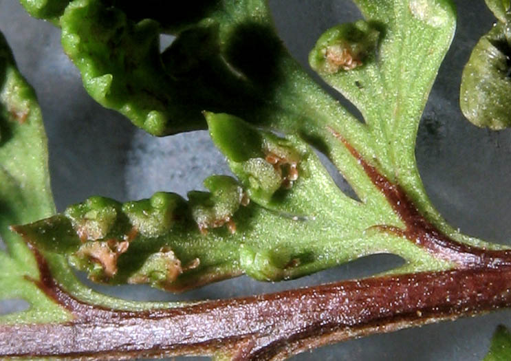 Detailed Picture 5 of Aspidotis californica