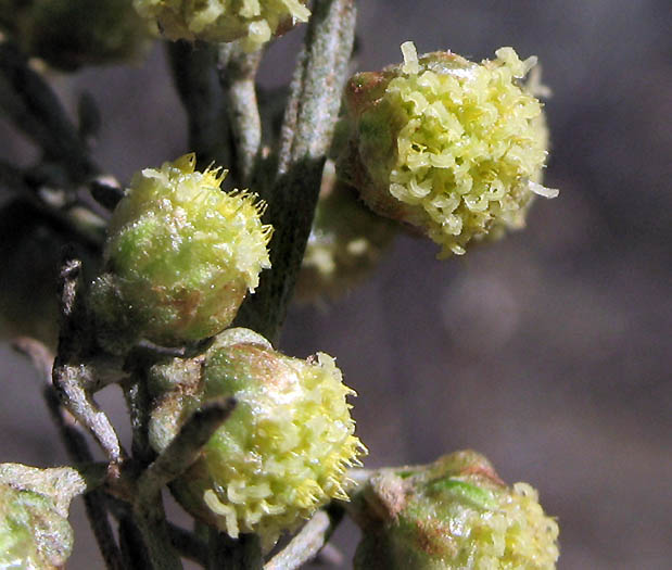 Detailed Picture 2 of Artemisia californica