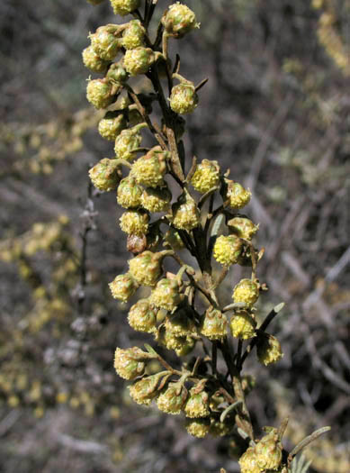 Detailed Picture 3 of Artemisia californica