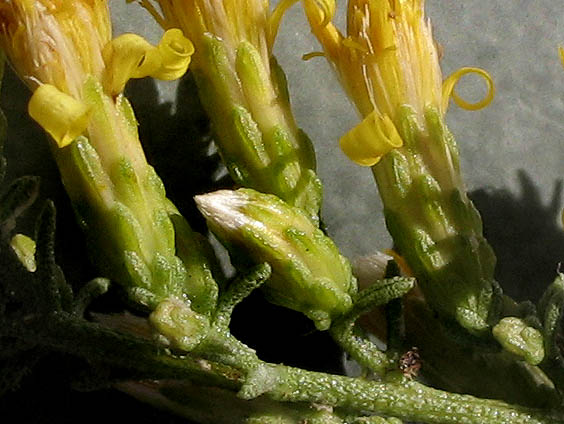 Detailed Picture 4 of Ericameria palmeri var. pachylepis