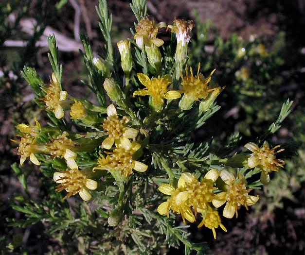 Detailed Picture 1 of Ericameria ericoides