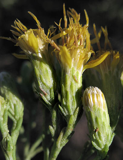 Detailed Picture 2 of Ericameria ericoides