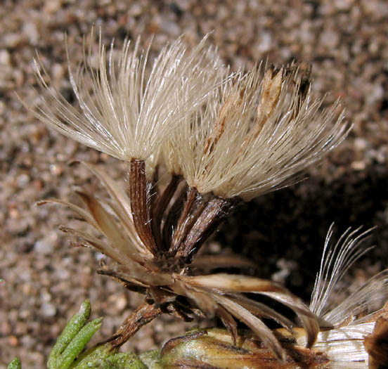 Detailed Picture 5 of Ericameria ericoides