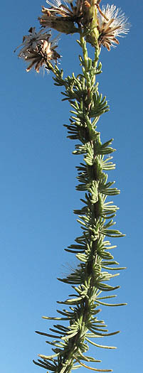 Detailed Picture 3 of Ericameria ericoides