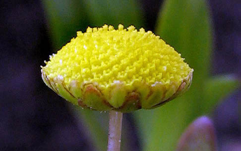 Detailed Picture 2 of Cotula coronopifolia