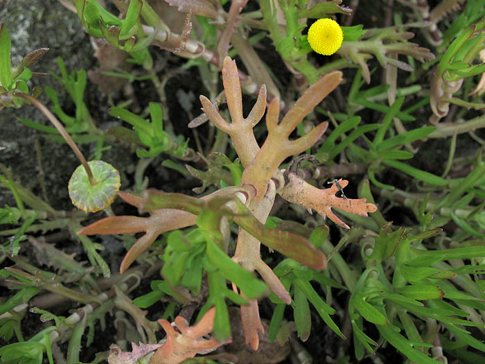 Detailed Picture 3 of Cotula coronopifolia