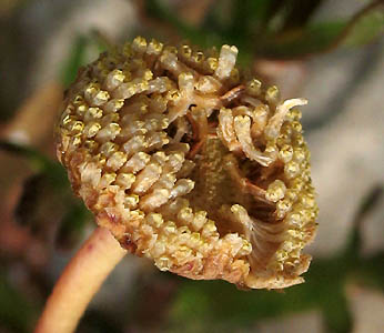 Detailed Picture 6 of Cotula coronopifolia