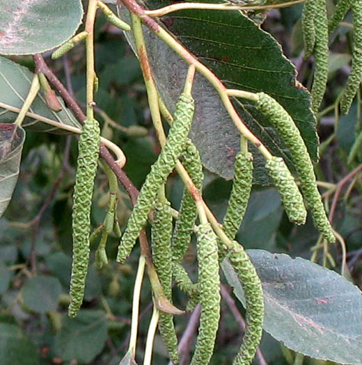 Detailed Picture 4 of Alnus rhombifolia