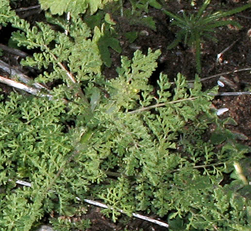 Detailed Picture 6 of Descurainia pinnata ssp. brachycarpa
