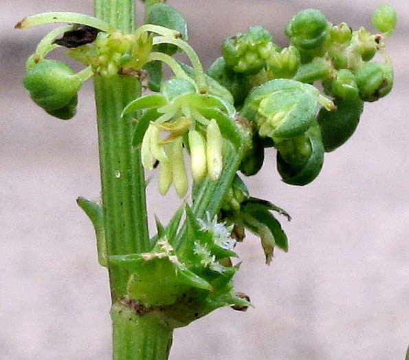 Detailed Picture 1 of Emex spinosa
