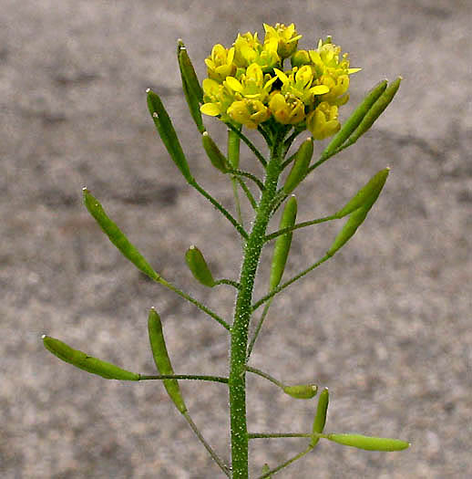 Detailed Picture 4 of Descurainia pinnata ssp. brachycarpa