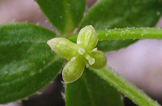 Detailed Picture 2 of Galium nuttallii ssp. nuttallii
