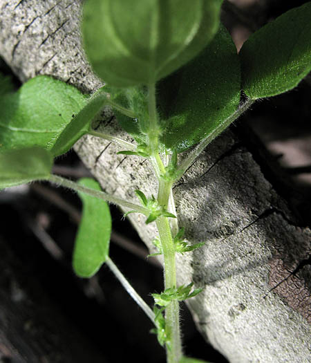 Detailed Picture 3 of Parietaria hespera