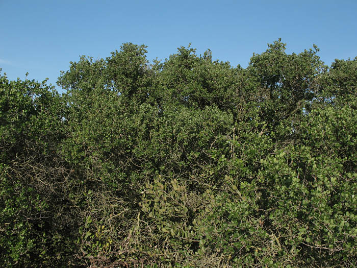Detailed Picture 5 of Quercus berberidifolia