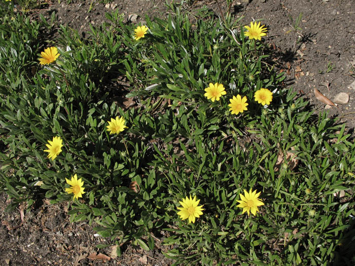 Detailed Picture 5 of Gazania linearis