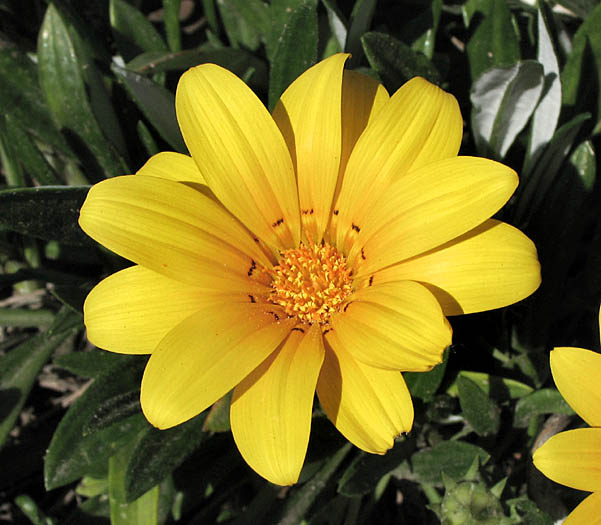 Detailed Picture 1 of Gazania linearis